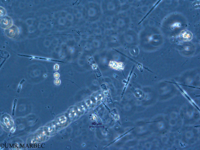 phyto/Scattered_Islands/all/COMMA April 2011/Skeletonema pseudocostatum (1)(copy)_thumb.jpg